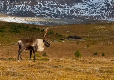 Photo of a North American caribou (Rangifer tarandus) in Jasper National Park in Canada